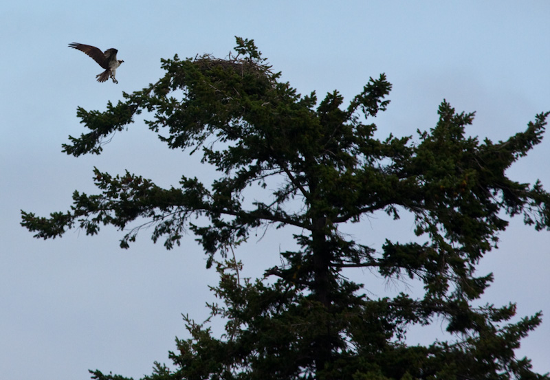 Osprey Landing In Tree